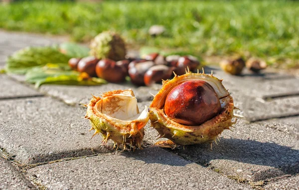 Chestnuts on the pavement — Stock Photo, Image
