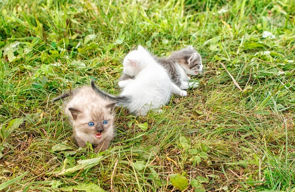 Trzy kocięta, chodzenie na trawie — Zdjęcie stockowe