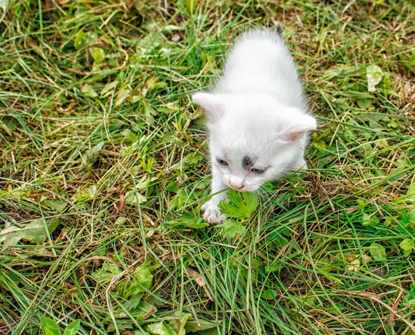 Mały biały kotek biegają na trawie — Zdjęcie stockowe
