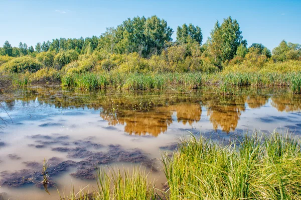 Kleine vijver in het bos — Stockfoto