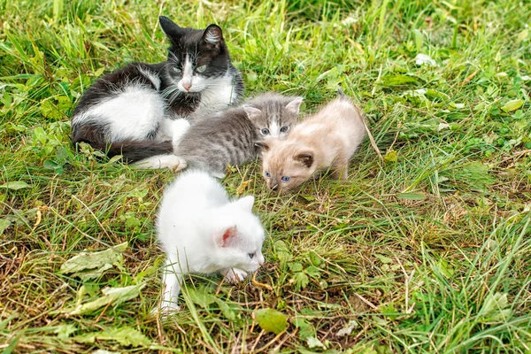 Kot z trzy kocięta, chodzenie na trawie — Zdjęcie stockowe