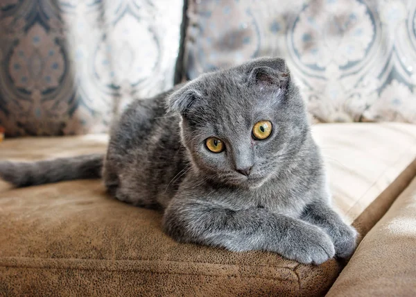 Lop-eared gray cat lying on the sofa — Stock Photo, Image