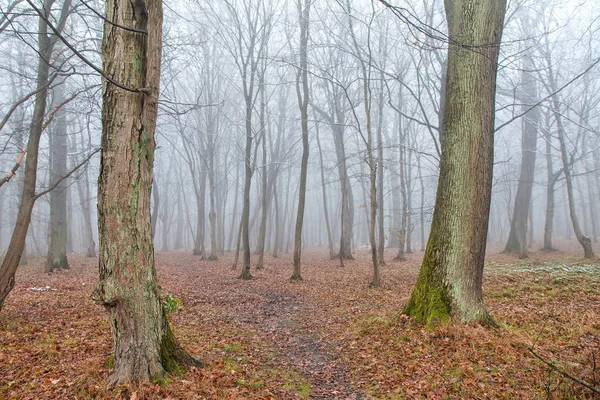 stock image forest in late autumn