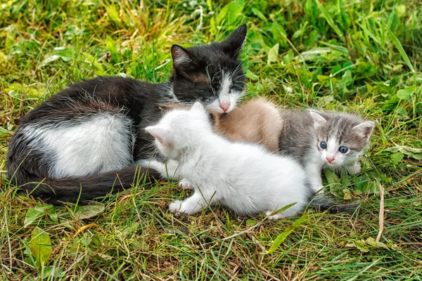 Kot z trzy kocięta, chodzenie na trawie — Zdjęcie stockowe