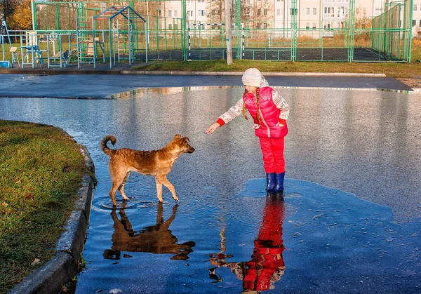 Chica de pie en una piscina jugando con el perro —  Fotos de Stock