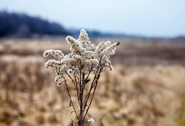 茎は秋に高い草を乾燥 — ストック写真