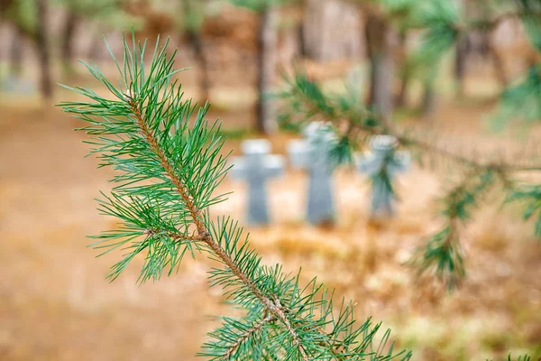 Pine branch close-up — Stockfoto