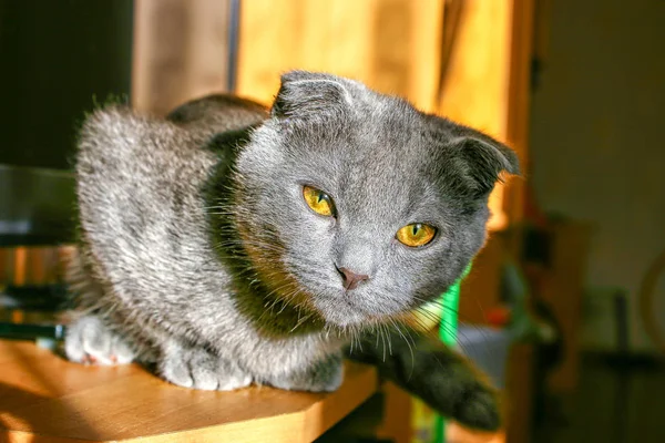 Gatto grigio dalle orecchie a lop sdraiato sul tavolo — Foto Stock
