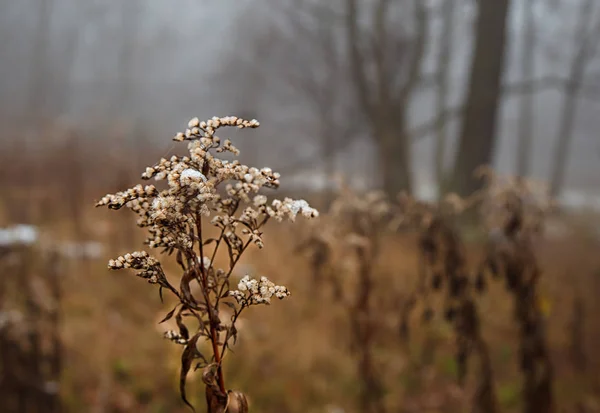 Žlutá stéblo trávy pokryté sněhem — Stock fotografie