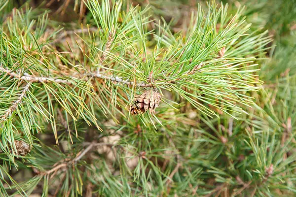 Ramo de pinho com cone closeup — Fotografia de Stock