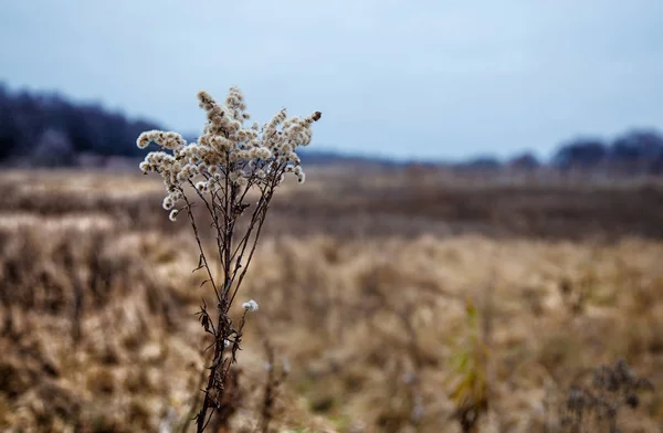 乾燥高草の茎 — ストック写真