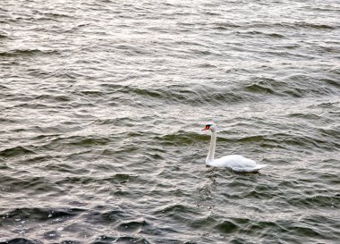 Beyaz Kuğu gölde yüzen sonbaharda