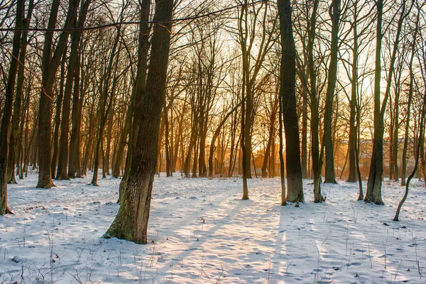 Puesta de sol de invierno en el bosque —  Fotos de Stock