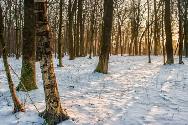 Coucher de soleil d'hiver dans la forêt — Photo