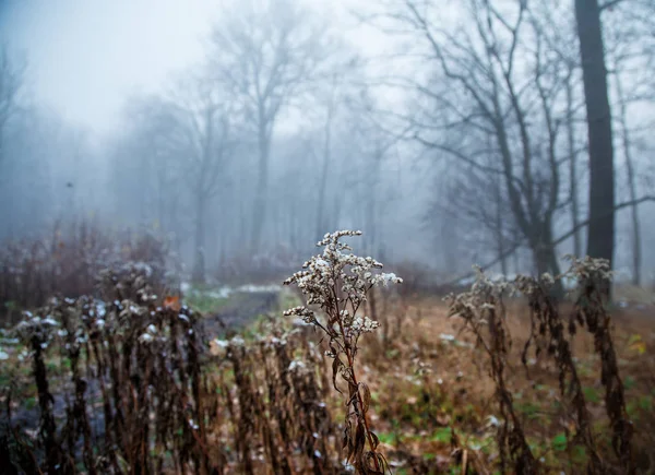 Lâminas marrons de grama coberta de neve — Fotografia de Stock