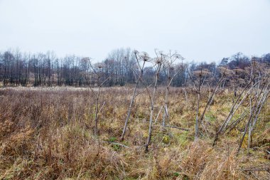 sonbaharda kurumuş yüksek çim kök