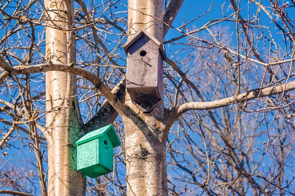 Két fa birdhouses, a tavaszi fában — Stock Fotó