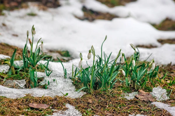 春に咲くスノー ドロップ — ストック写真