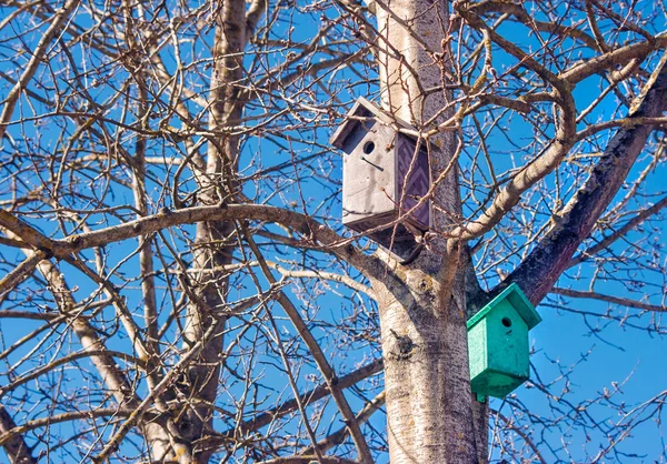 Dwa drewniane birdhouses na drzewie wiosną — Zdjęcie stockowe