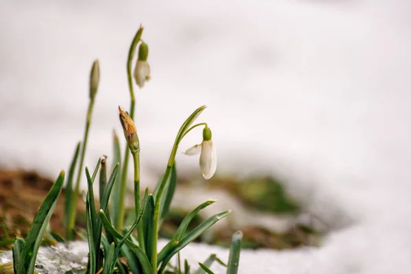 Blooming snowdrops in the spring — Stock Photo, Image