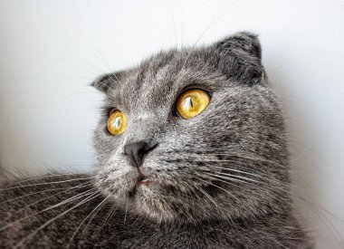 safkan İngiliz kedi closeup