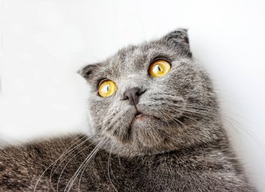 safkan İngiliz kedi closeup