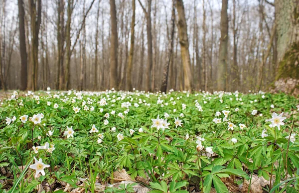 Krásné divoké bílé květy v lese — Stock fotografie