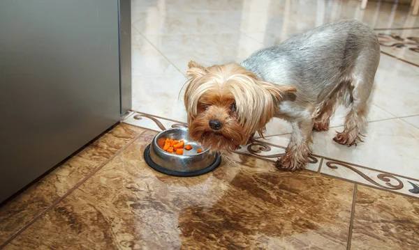 Yorkshire terrier köpek bir kaseden yiyor — Stok fotoğraf