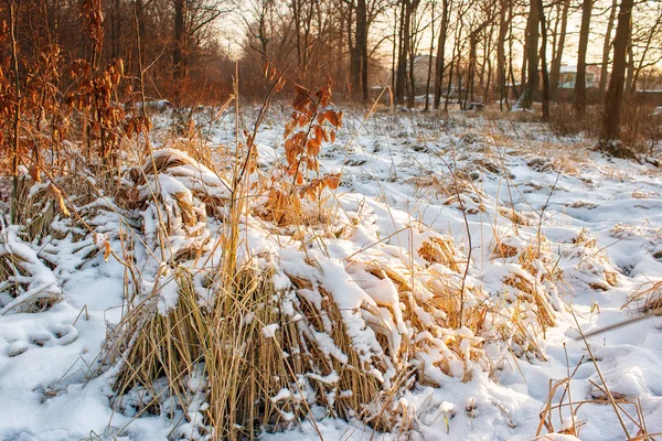 Dry grass covered with snow — Stock Photo, Image