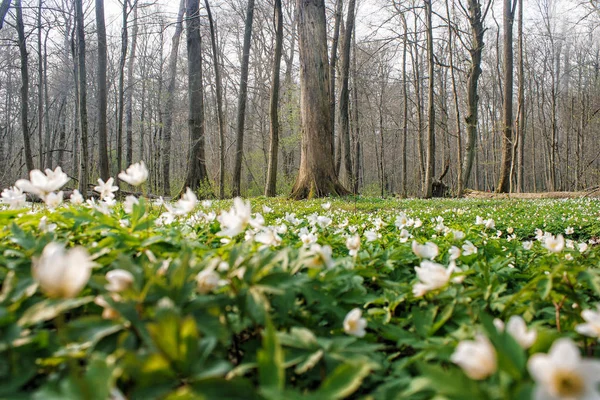 Hermosas flores blancas silvestres en el bosque — Foto de Stock