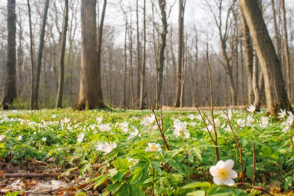 Hermosas flores blancas silvestres en el bosque — Foto de Stock