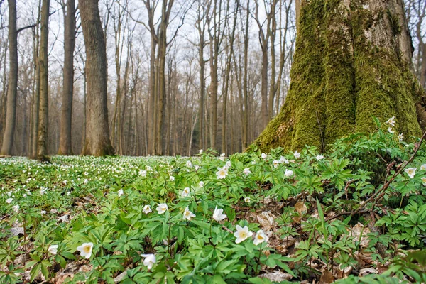 Krásné divoké bílé květy v lese — Stock fotografie