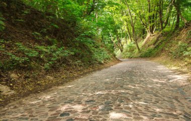Ormandaki eski terk edilmiş asfalt yol