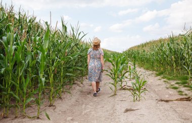 Genç ve güzel bir kadın mısır tarlasında yürüyor