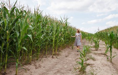 Genç ve güzel bir kadın mısır tarlasında yürüyor