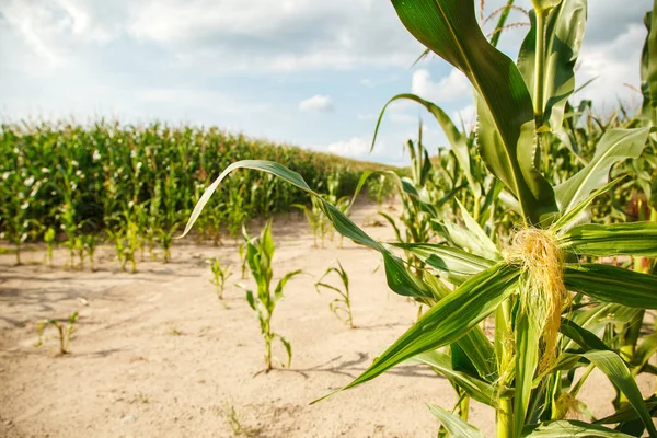 Кукурузное поле в летний день — стоковое фото