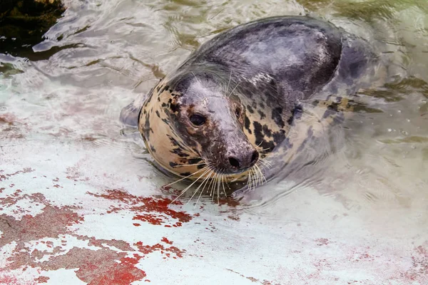 Zeehond Het Water Buurt Van Kust Closeup Outdoor — Stockfoto