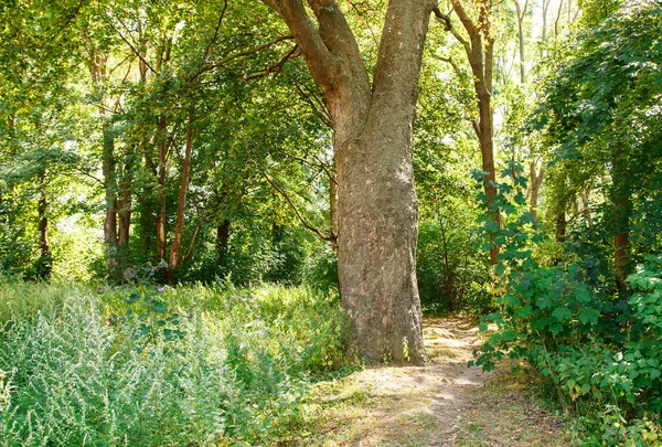 Viejo Camino Tierra Bosque Soleado Día Verano — Foto de Stock