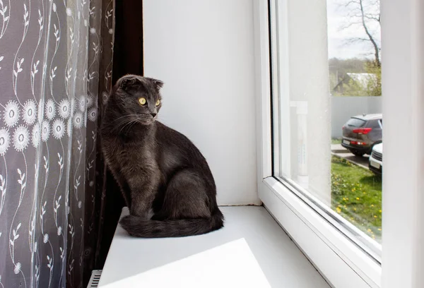 晴れた日に美しい灰色のスコティッシュ キャットが窓辺の屋内に座り ストック写真