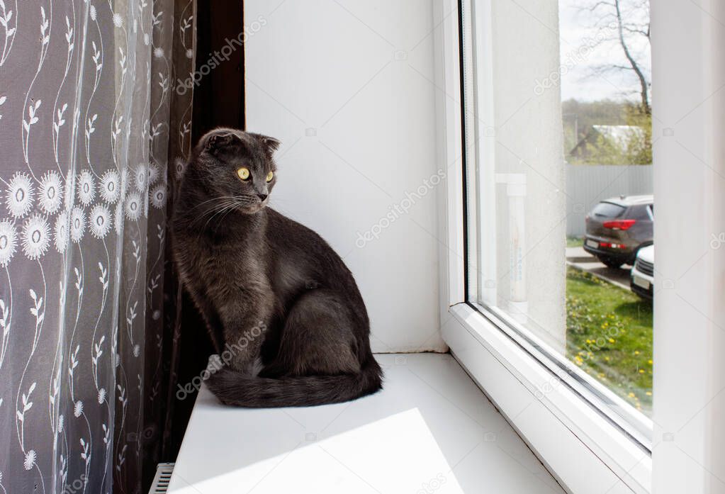 beautiful gray scottish cat sits on a windowsill indoor on sunny day