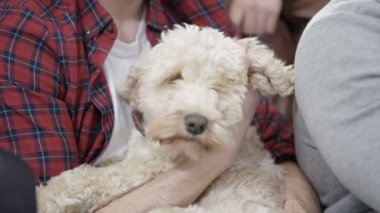 köpek sahipleri kucağına oturan 