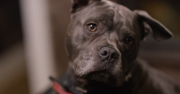 Retrato de lindo toro terrier crianza — Vídeo de stock