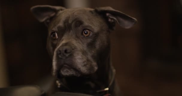 Portrait of cute bull terrier breed — Stock Video
