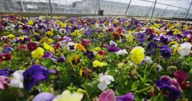 Serada yetişen bitkiler