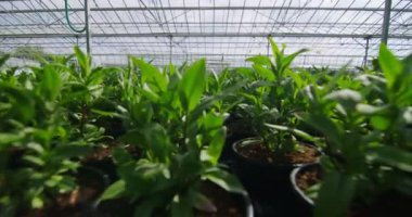  Serada büyüyen genç bitkiler