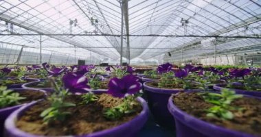 Serada yetişen bitkiler