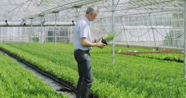 业务经理在农业行业 — 图库视频影像