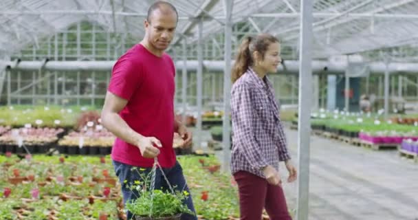 Пара дивиться на рослини — стокове відео