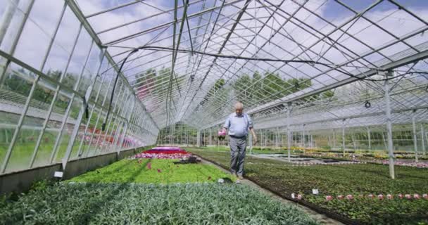 Менеджер проверяет цветущие растения — стоковое видео