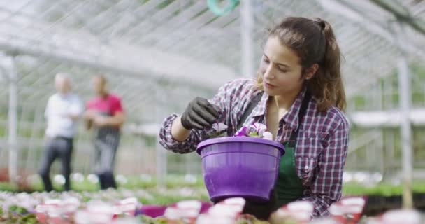 Los trabajadores que revisan las plantas en el control de las plantas en — Vídeos de Stock